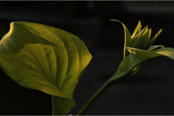 Image by Serge Gagne