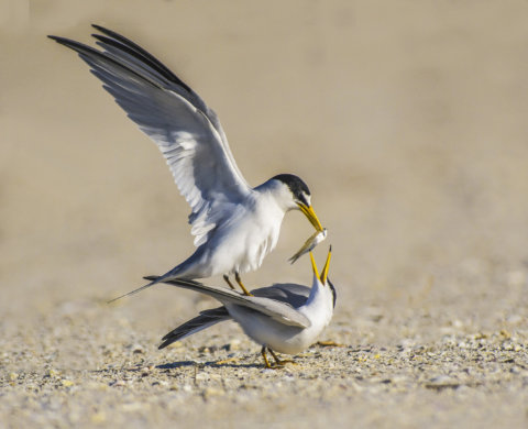Least terns with offer (fish) by Michel Foucault