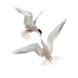 Tern ballet