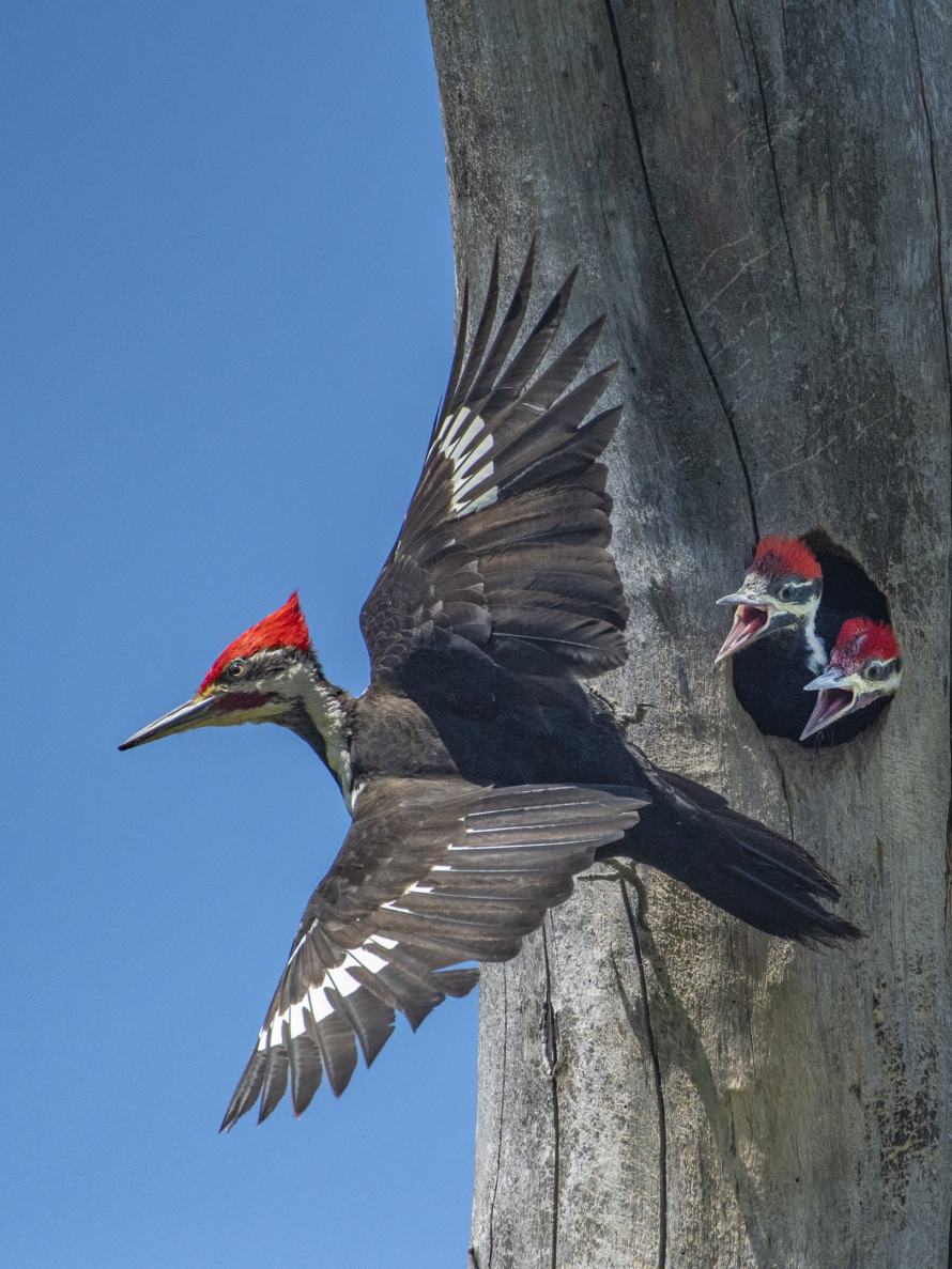 Fauna Competition