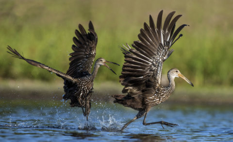Limpkin fighting for their fishing territories by Michel Foucault
