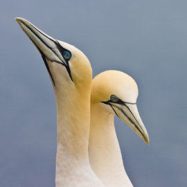 Gannets at the Bonaventure Island QC