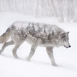 Wolf double exposure