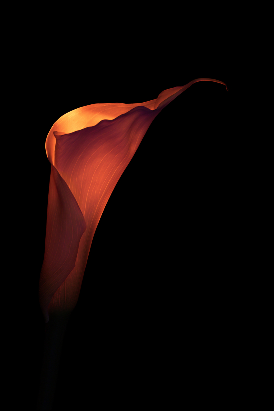 Flora Competition