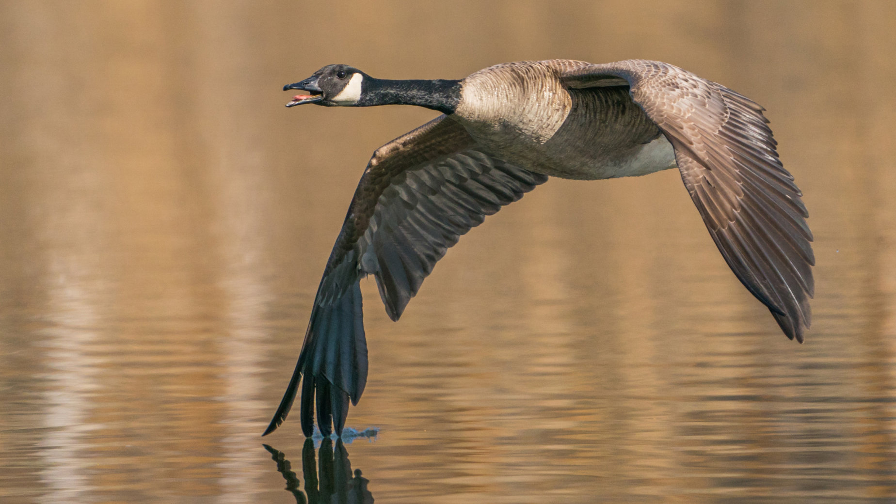Canada Goose by Ron Harper