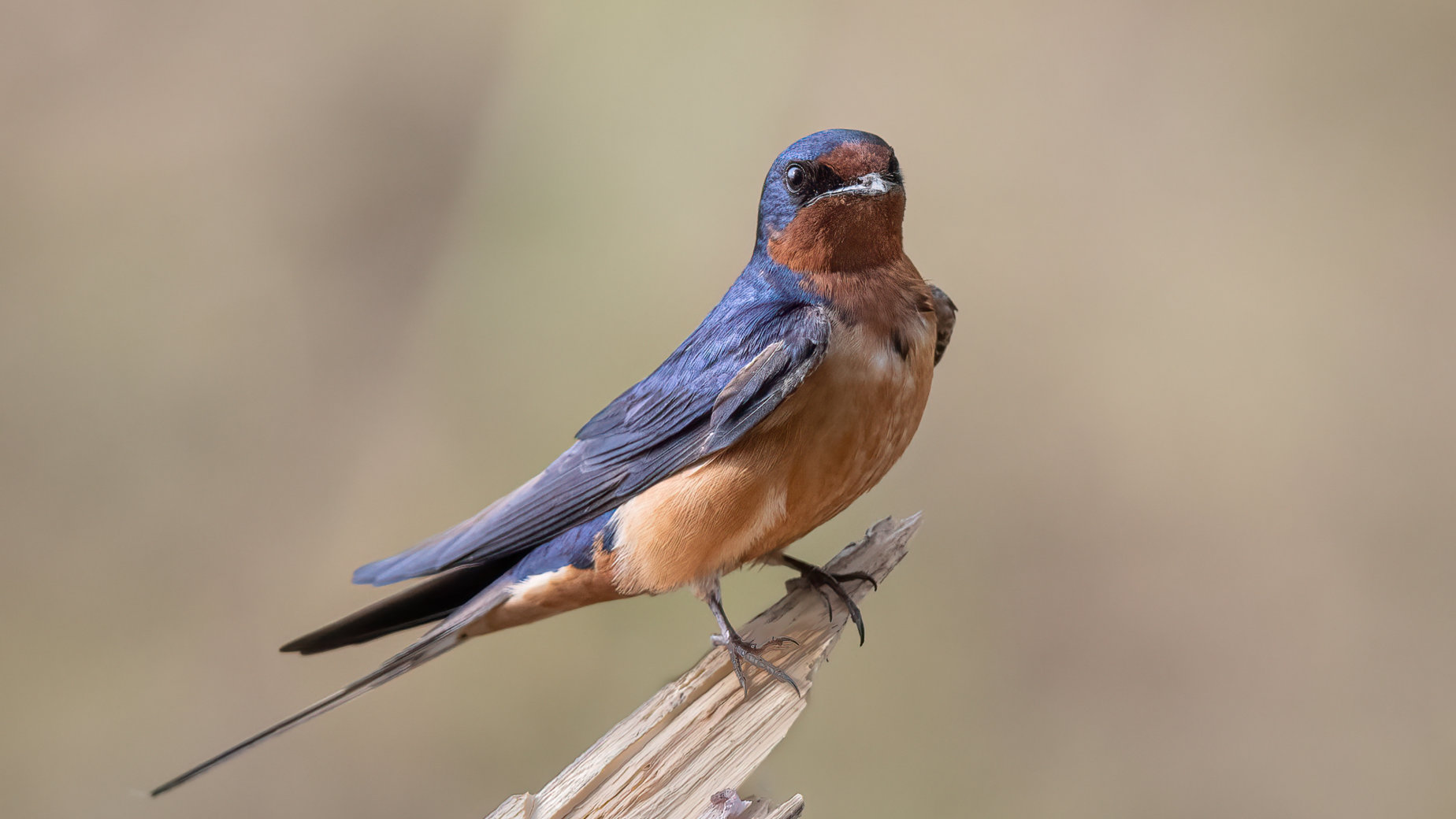 A brief pause, Barn Swallow by Jean-Louis Rousselle