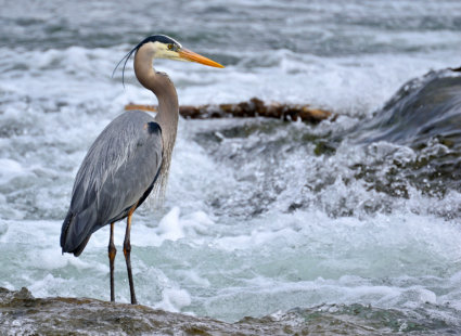 Image by Walter Santelli