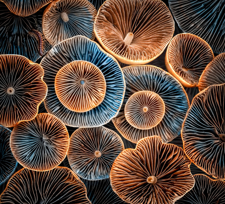 Expressions Competition - Patterns