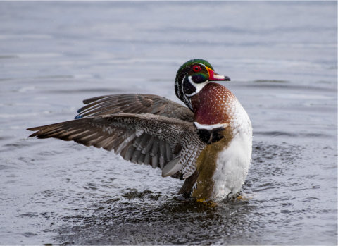 Wood Duck Courting by Bryan Fritz