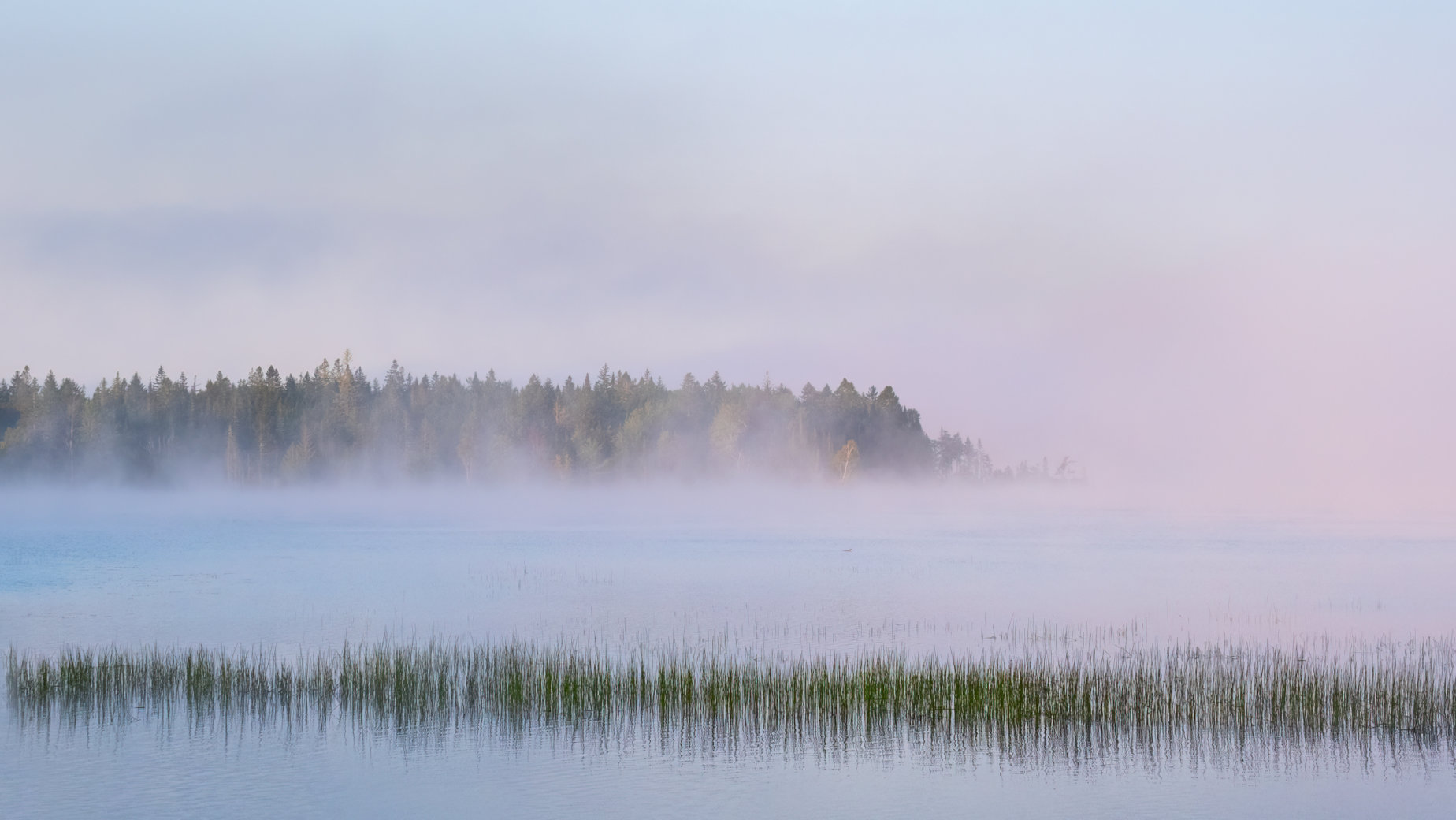 Misty Morning by Jane Melrose
