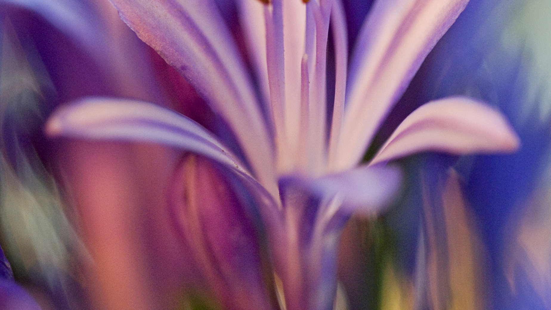 Agapanthus by Marilyn Gillespie
