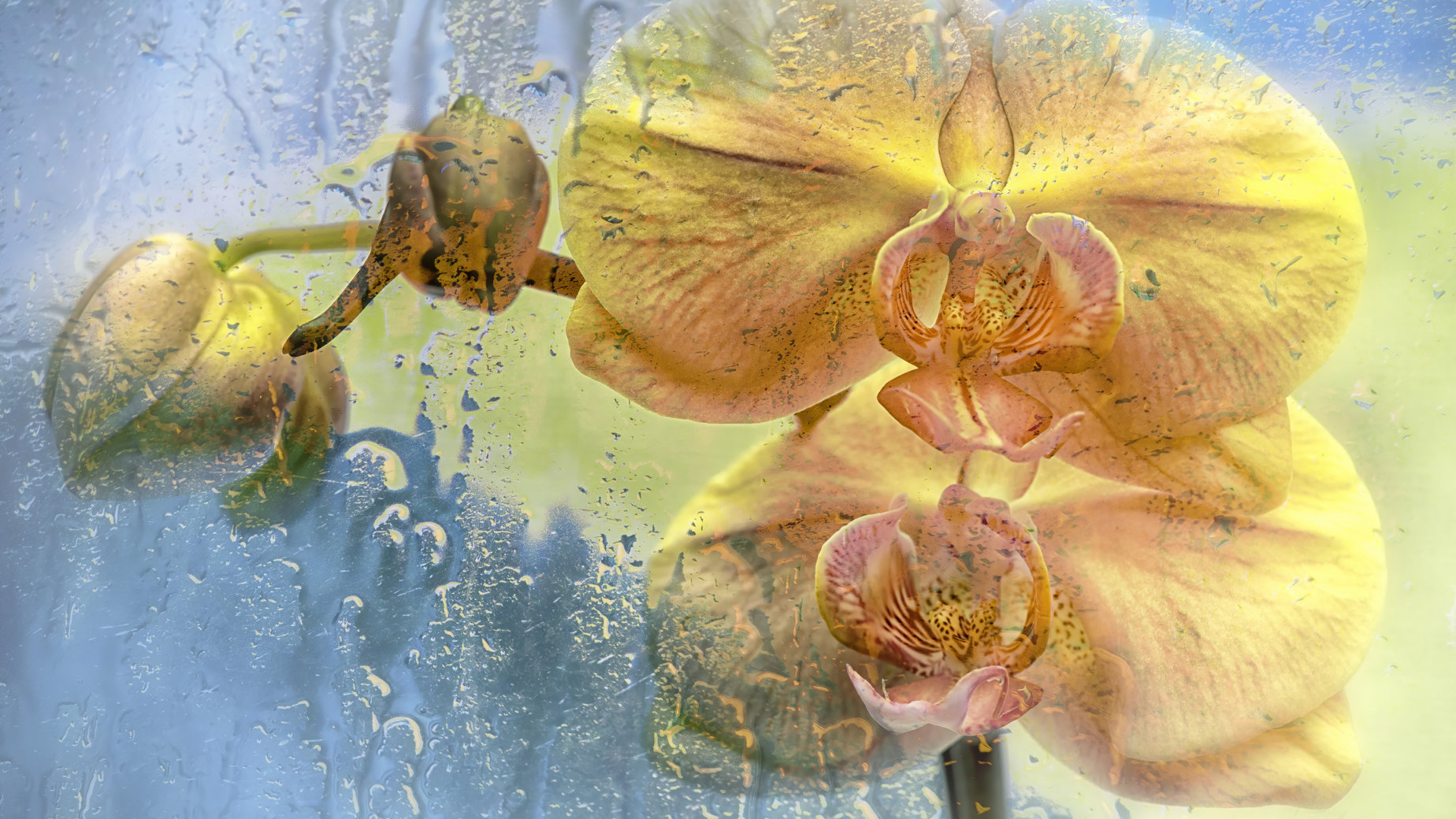 In the Rain Under Glass by Lori Davy