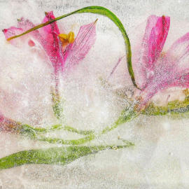 Ice flowers resized