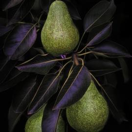 New Pears Final Botanical Comp