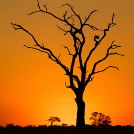 Solitary Dead Tree Africa