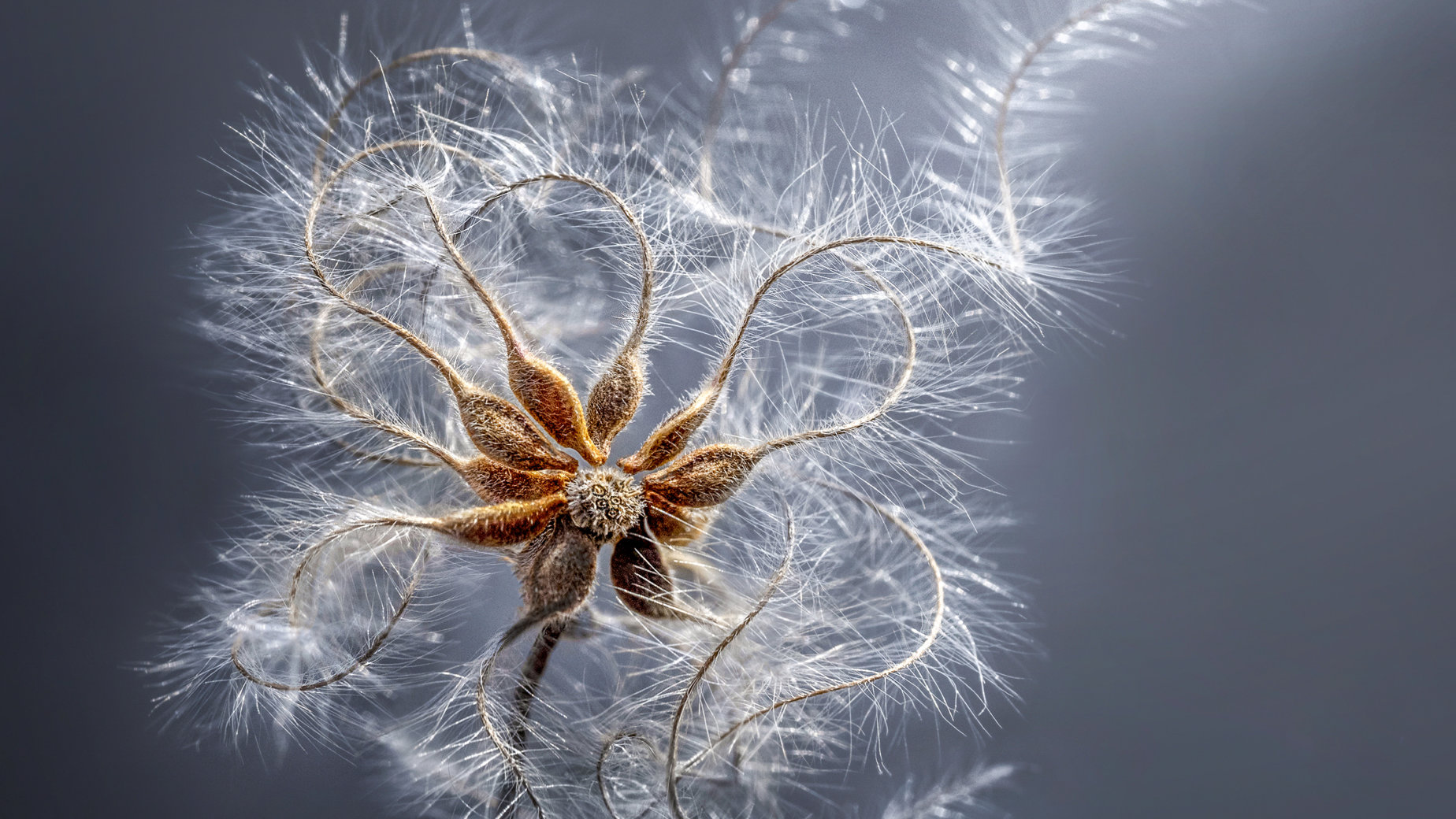 Clematis seeds by Marianna Armata