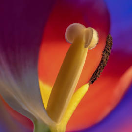 Single tulip 4 K