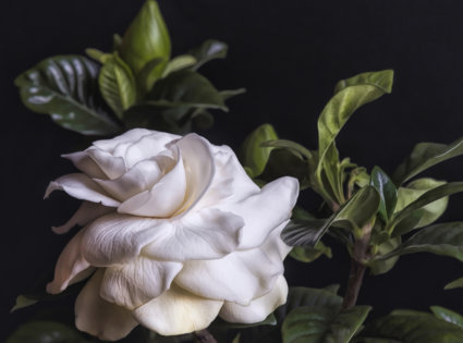 Image by Lori Davy