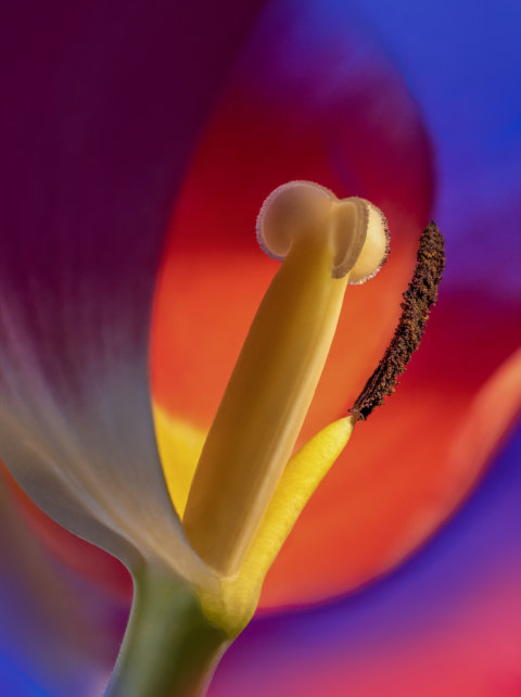 Red tulip by Marianna Armata
