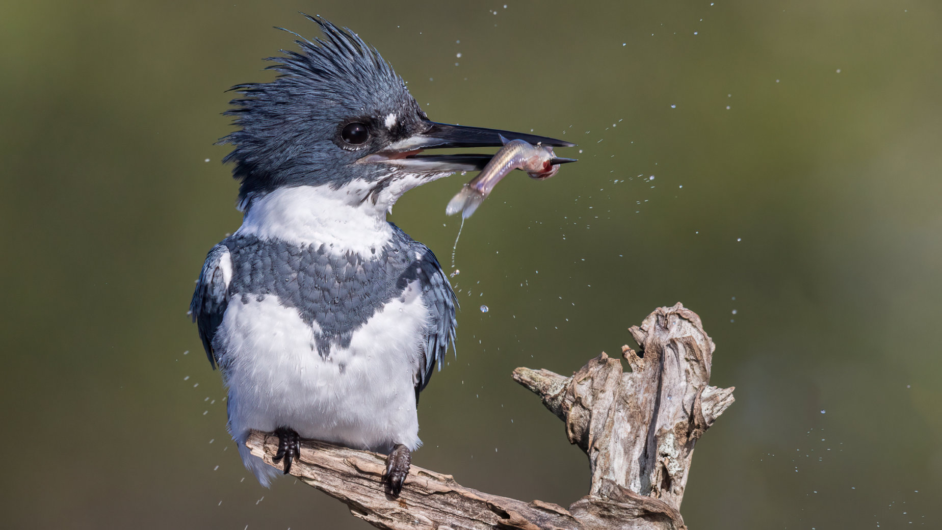 Belted Kingfisher with breakfast by Jean-Louis Rousselle