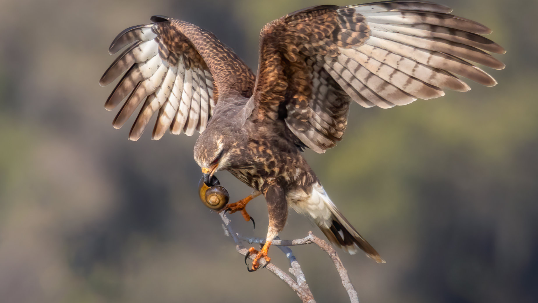 Female Snail Kite with breakfast by Jean-Louis Rousselle