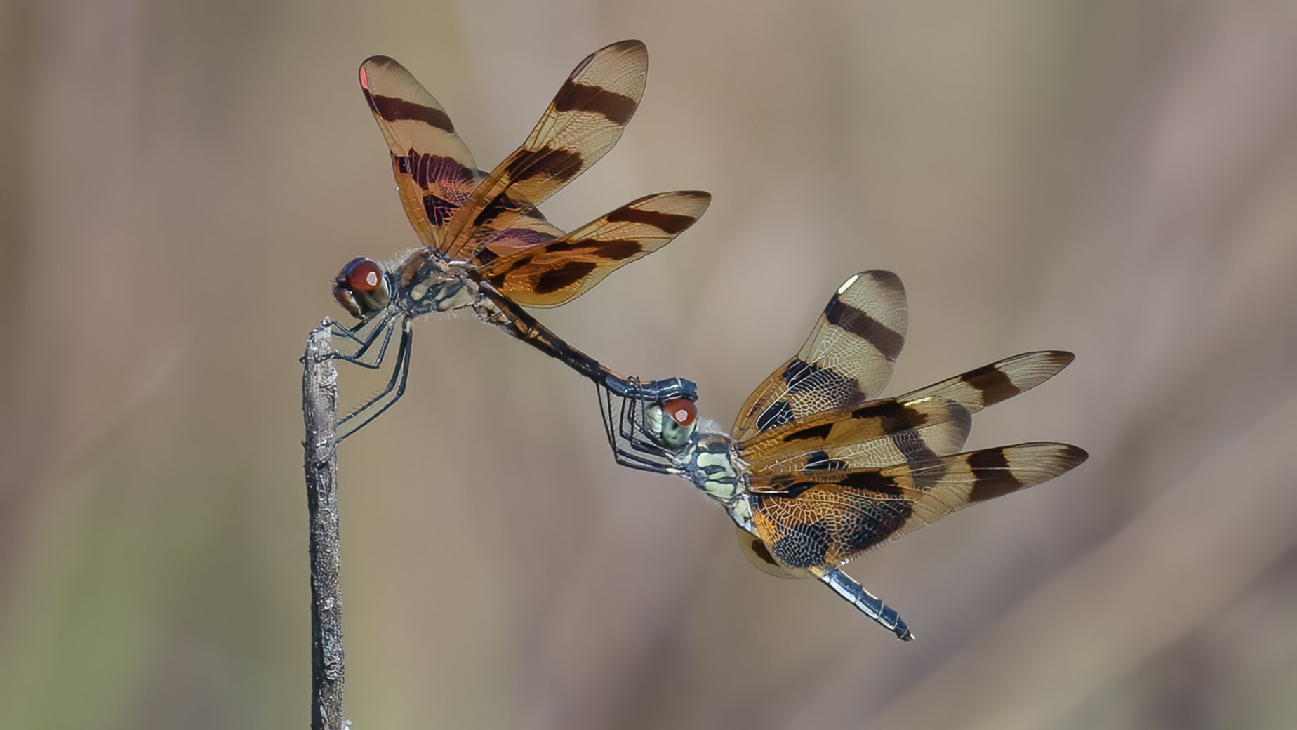 Dragonfly's prelude to mating by Jean-Louis Rousselle