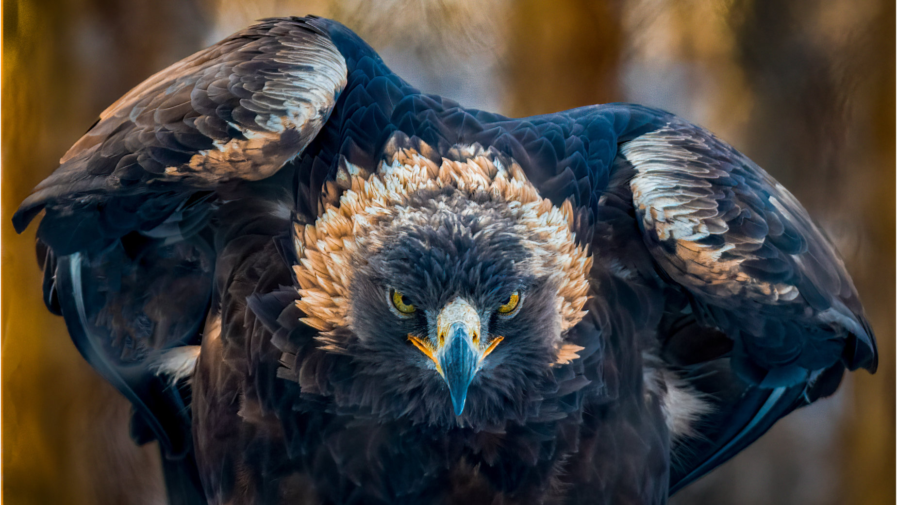 Golden Eagle on Alert by Bryan Fritz