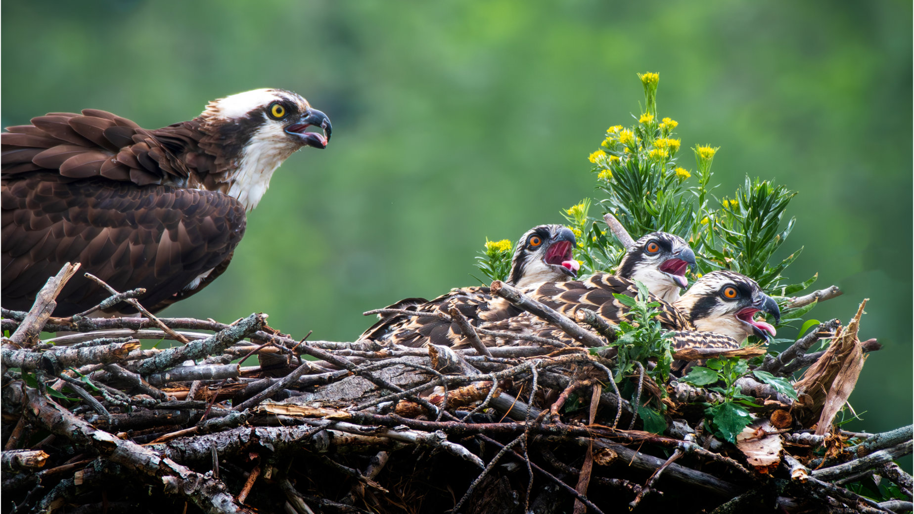 Osprey Mom and Hungry Chicks by Bryan Fritz