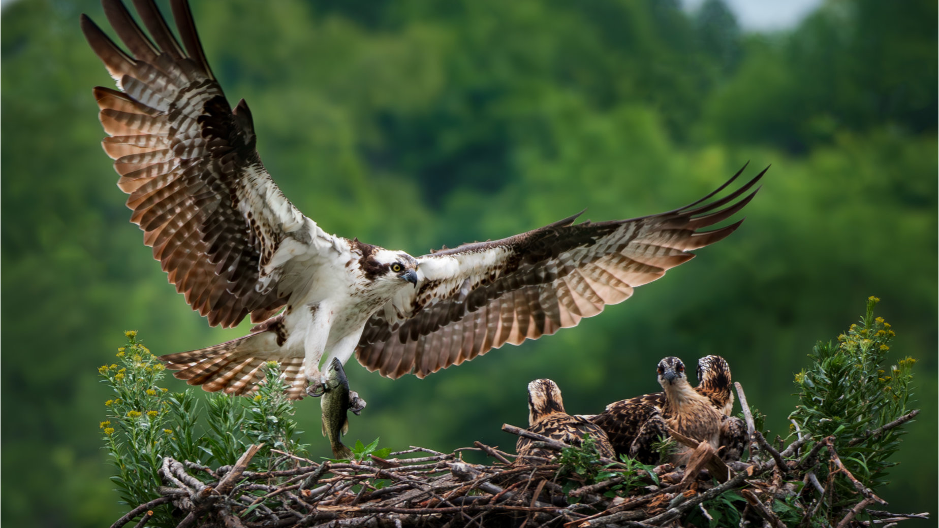 Osprey Arriving With Dinner by Bryan Fritz