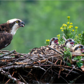 Osprey Mom and Hungry Chicks