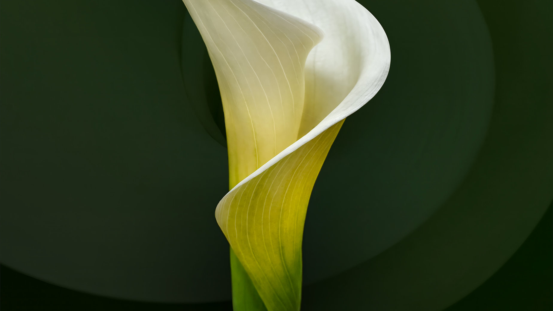 White Cala Lily by Marianna Armata