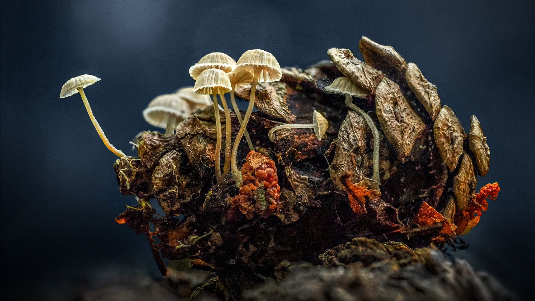 Pine cone mushrooms by Marianna Armata
