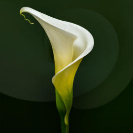 White calla lily 4 K