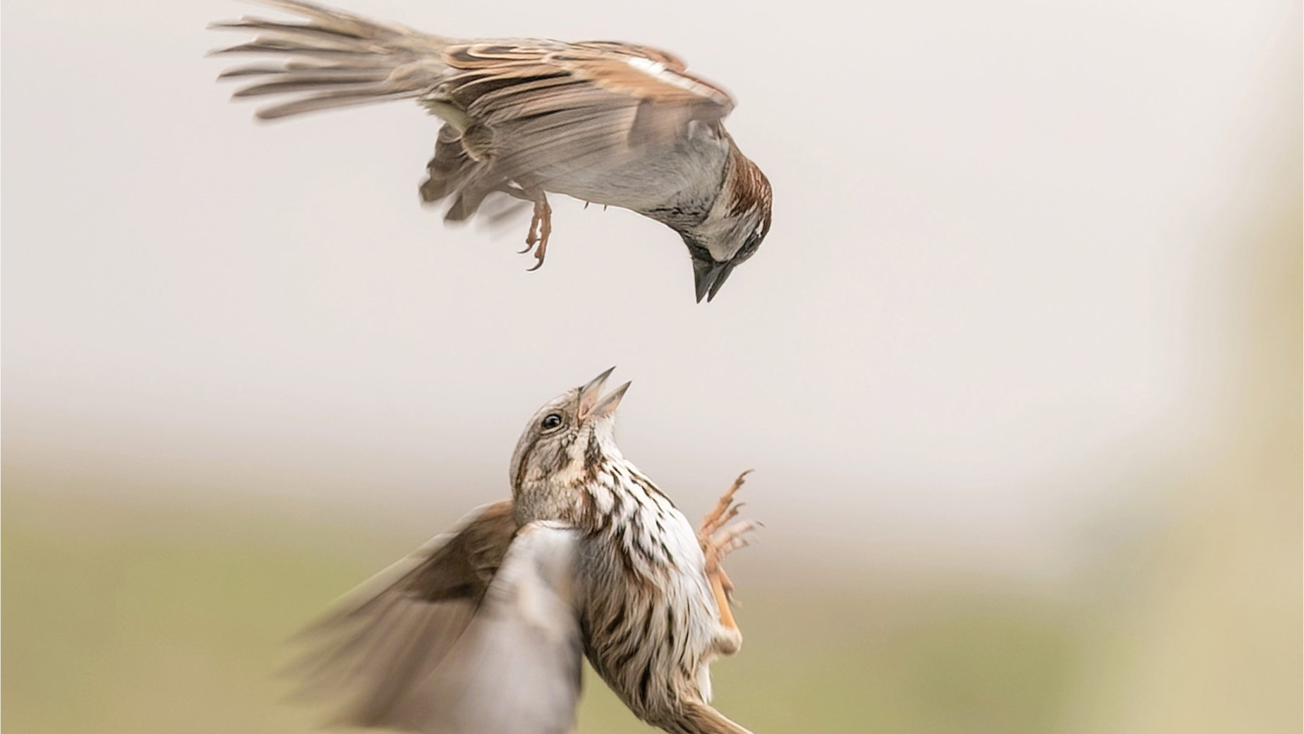 Fight at the Bird Feeder by Marg Foley