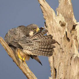 Preening in golden sunlight "Peregrine Falcon"