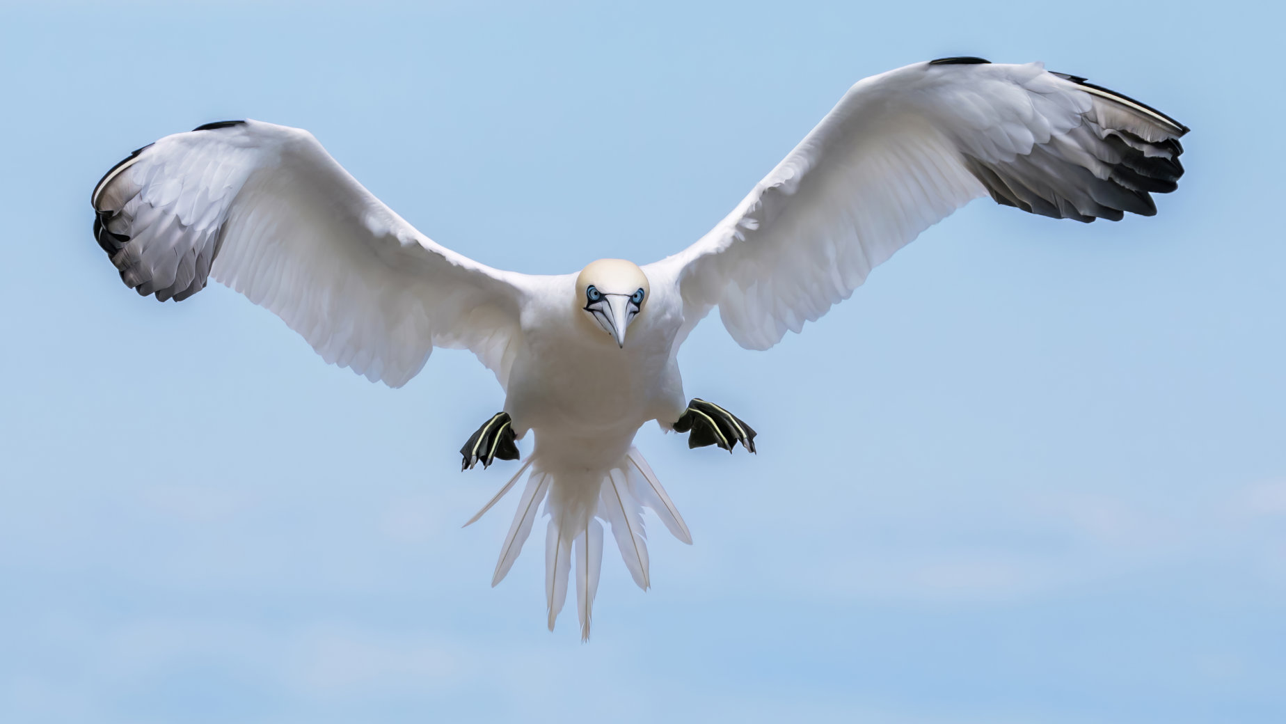 Straight At You! by Ron Harper