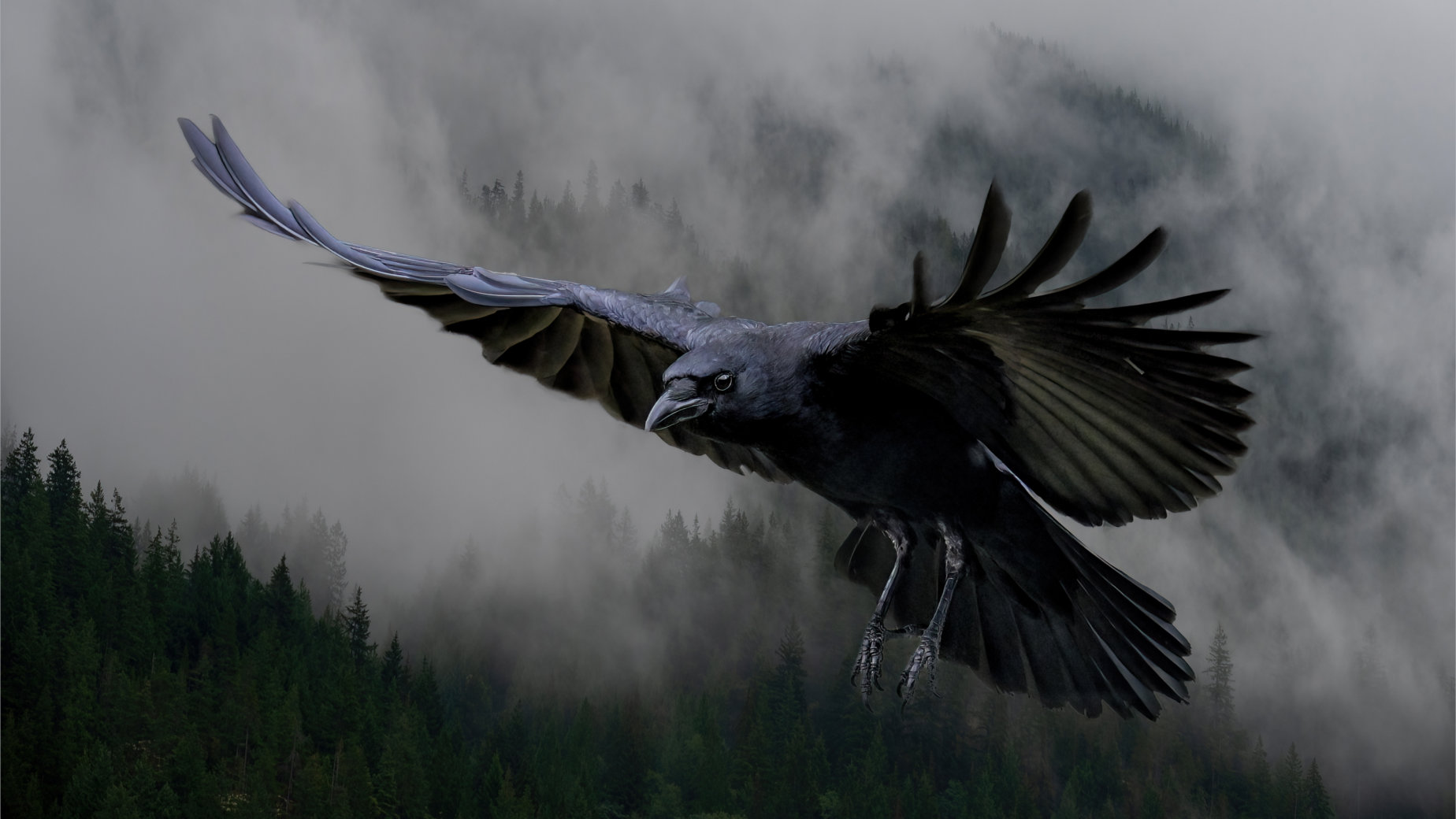 As the Crow Flies by Marg Foley