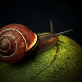 Snail and Black Walnut