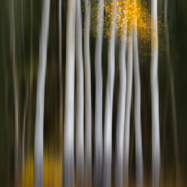 Autumn Birches