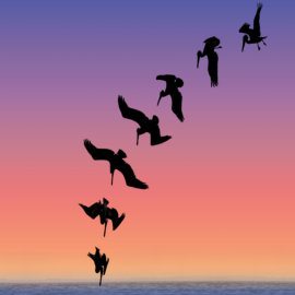Plummetting Pelicans