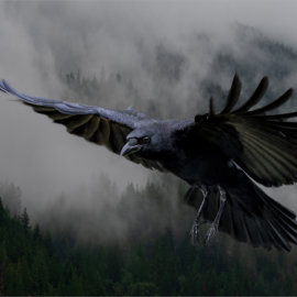 As the Crow Flies