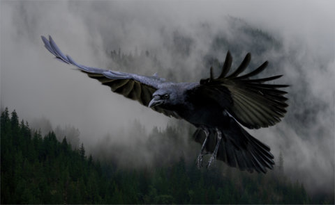 As the Crow Flies by Marg Foley