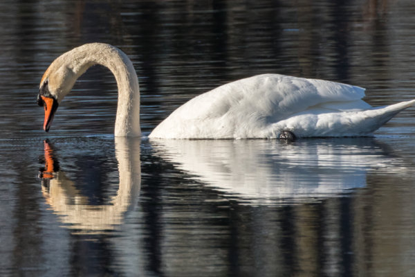 Image by Ron Harper