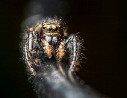 Image by Marianna Armata