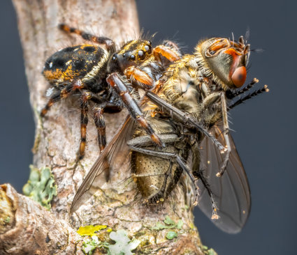 Image by Marianna Armata