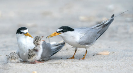 Image by Ron Harper