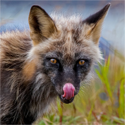 Image by Bryan Fritz