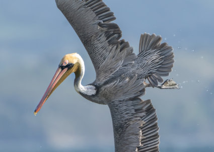 Image by Ron Harper