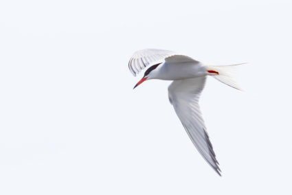 Image by Alain Lamarre