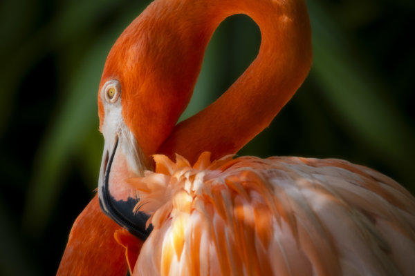Image by Philip Colet
